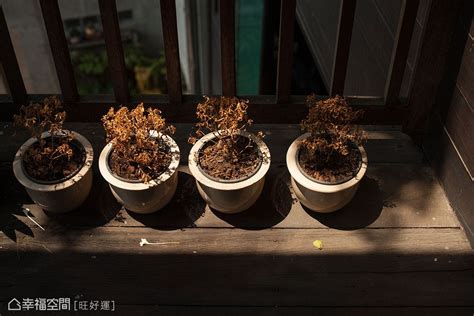 木瓜樹 招 陰|【風水特輯】以為空氣好清新？家中擺錯植物恐招陰！…